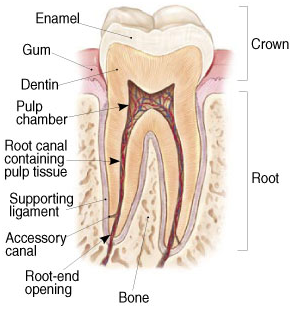 Root Canal Anatomy